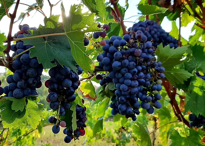 게스트하우스 Room&breakfast La Gramadora 3*